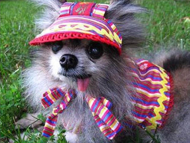 Dogs in funny clothing