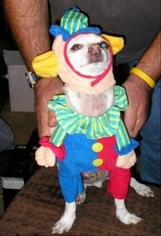 Dogs in funny clothing