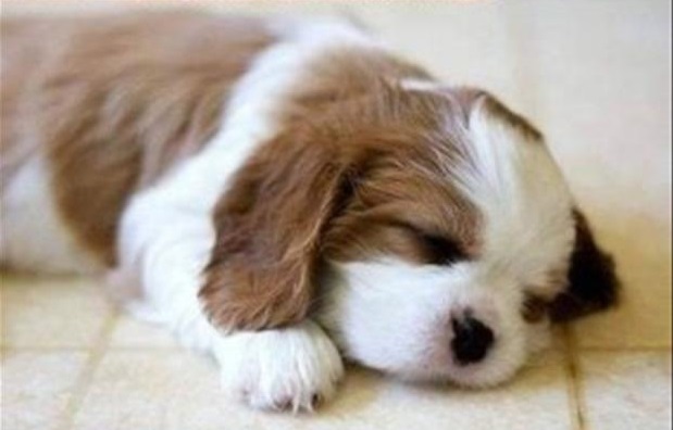 Cute puppy overload