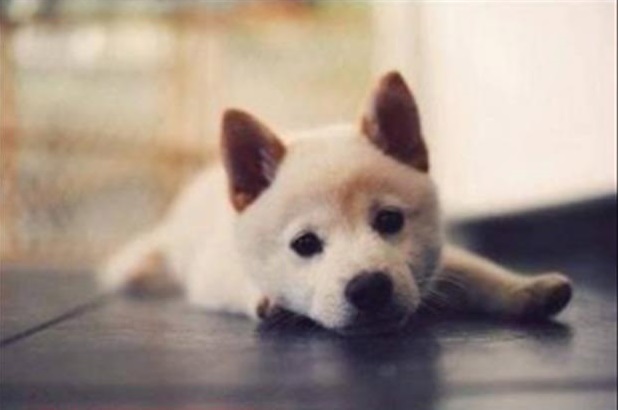 Cute puppy overload - Gallery | eBaum's World