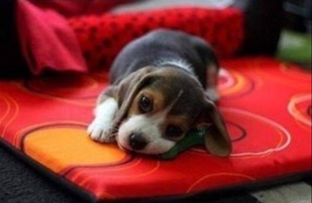 Cute puppy overload