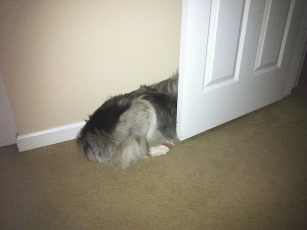 Dogs that suck at hide and seek