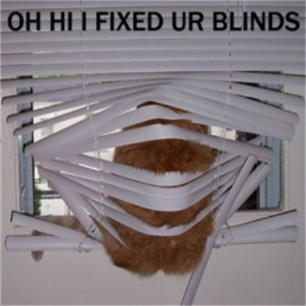 Cats vs blinds