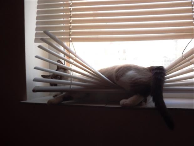 Cats vs blinds