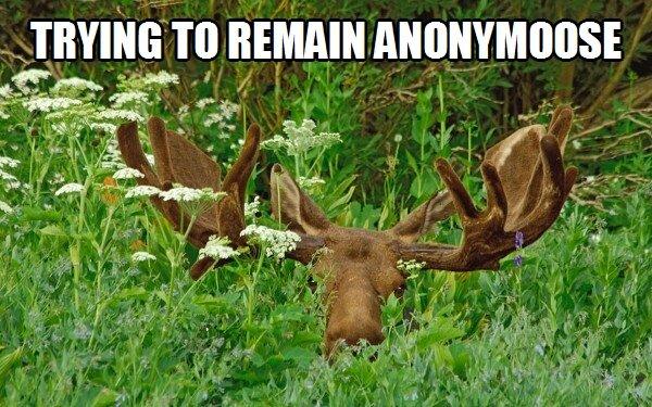 moose meme - Trying To Remain Anonymoose