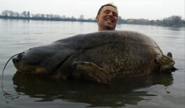Amazing big fish