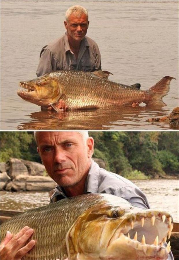 Amazing big fish