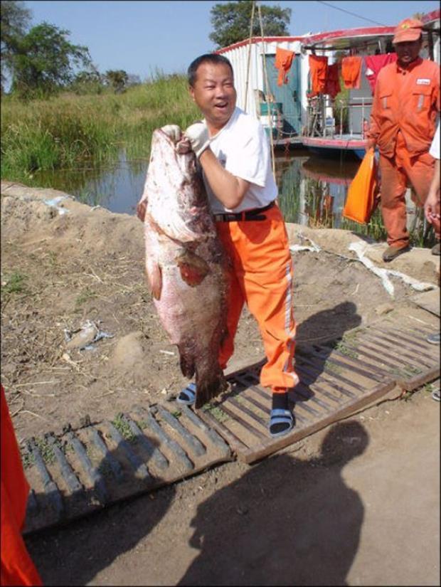 Amazing big fish
