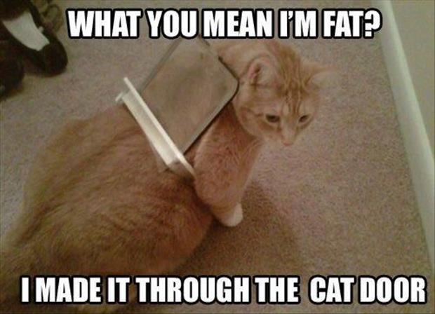 Funny stuck cat pictures