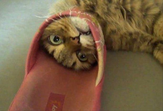 Funny stuck cat pictures