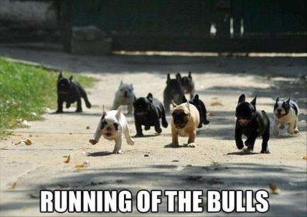 running of the bulls meme - Running Of The Bulls