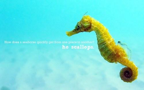 slowest fish - How does a seahorse quickly get from one place to another he scallops