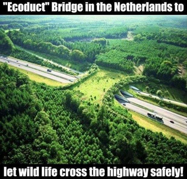 wildlife bridges - "Ecoduct" Bridge in the Netherlands to let wild life cross the highway safely!