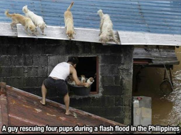 saving to animals photography - any rescuing four pups during a flash flood in the Philippine