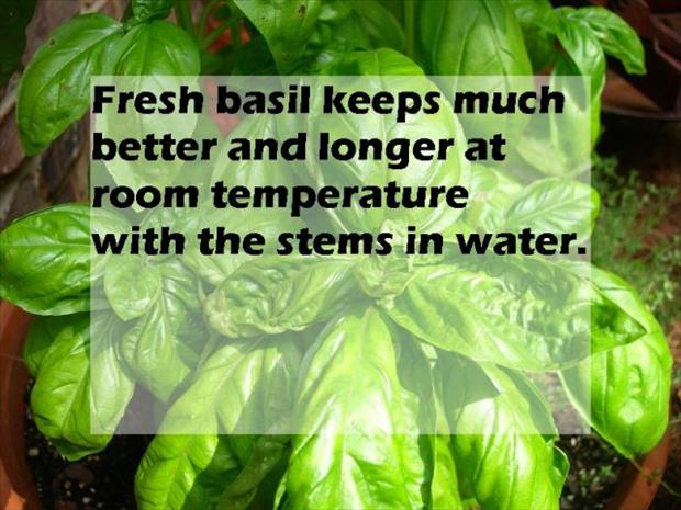 basil - Fresh basil keeps much better and longer at room temperature with the stems in water.
