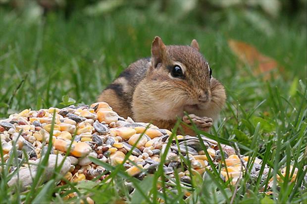 Funny chipmunk pictures