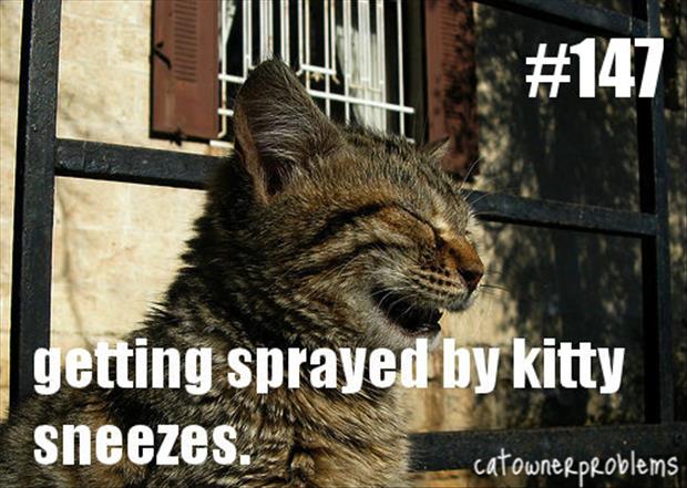 Funny things about cats