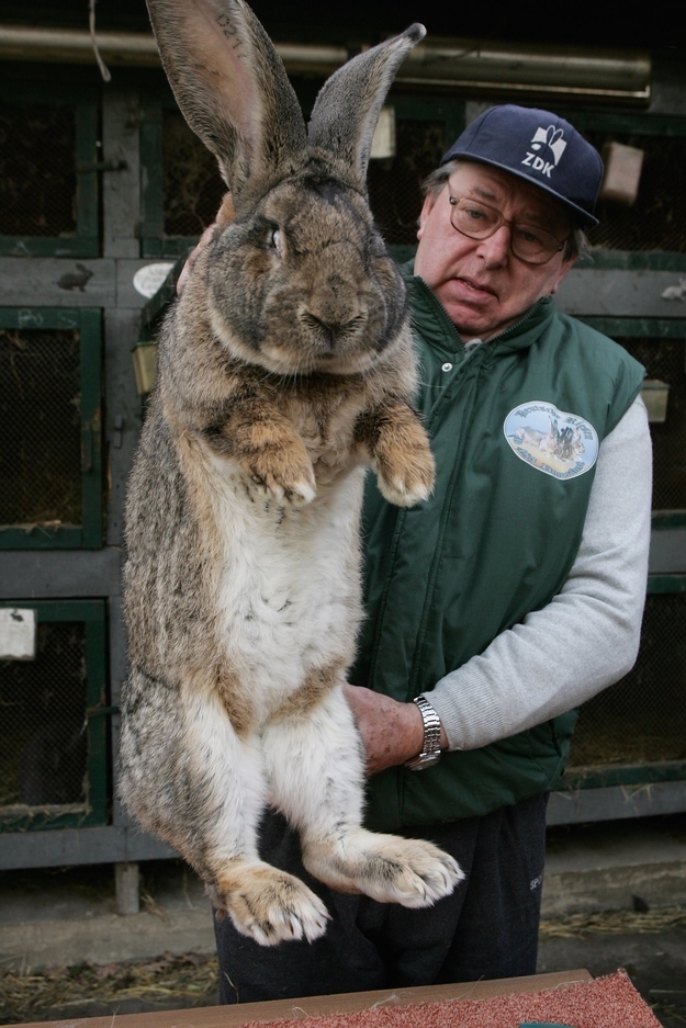 Really large bunnies