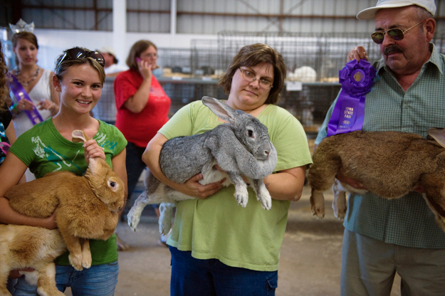 Really large bunnies