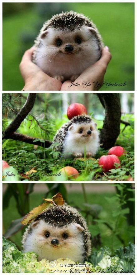 Random hedgehog pictures
