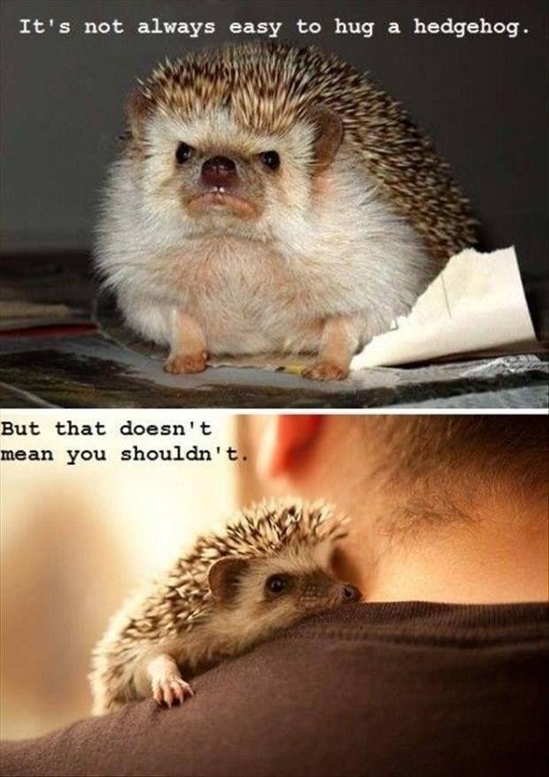 Random hedgehog pictures
