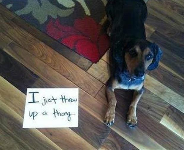 Pet shaming - Gallery | eBaum's World