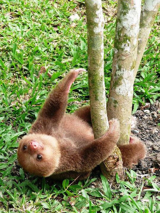 Sloth pictures