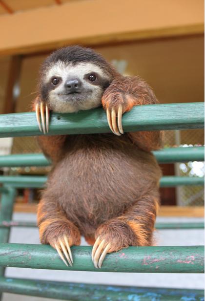 Sloth pictures