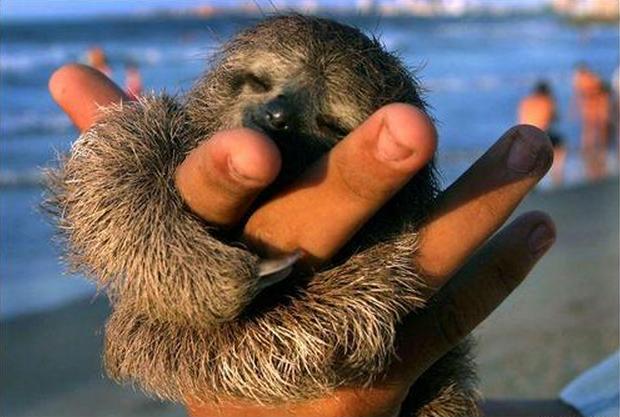 Sloth pictures