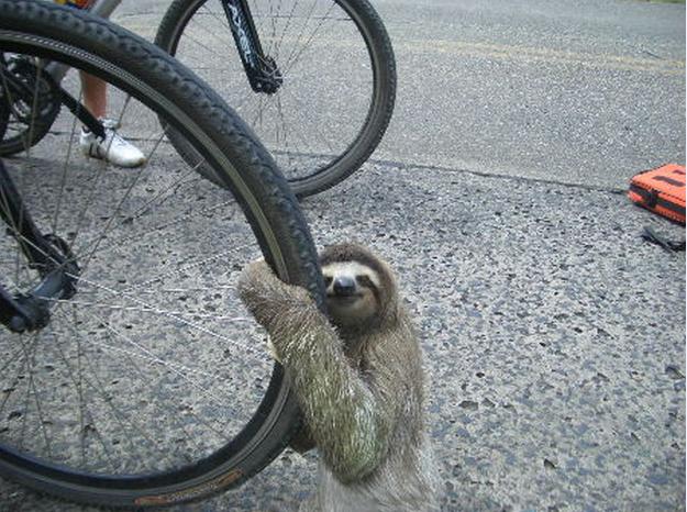 Sloth pictures