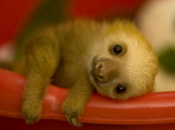 Sloth pictures