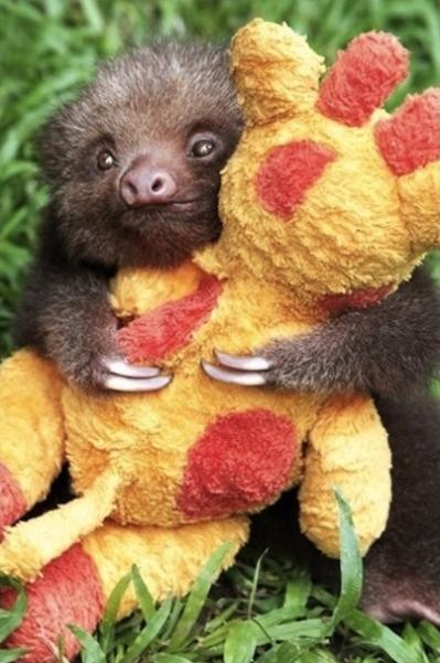 Sloth pictures