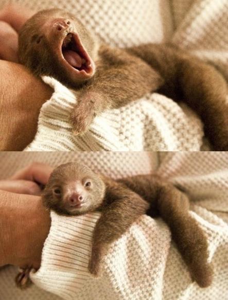 Sloth pictures