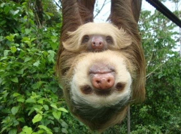 Sloth pictures