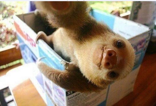 Sloth pictures