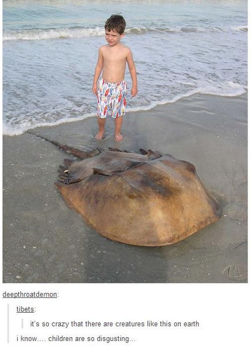 tumblr - biggest horseshoe crab in the world - deepthroatdemon tibets it's so crazy that there are creatures this on earth i know.... children are so disgusting...