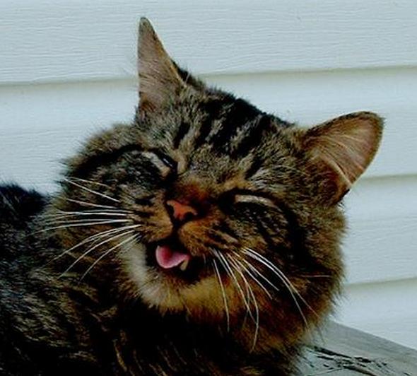 cat sneeze