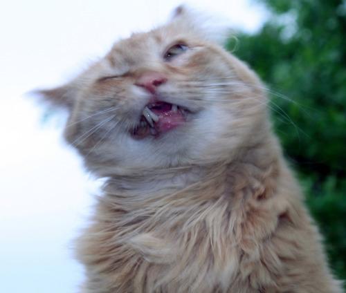 cats caught mid sneeze