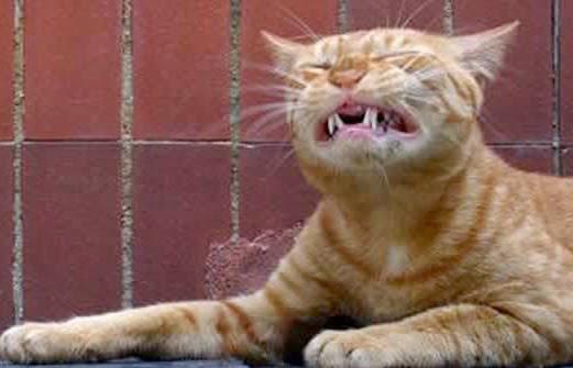 sneezing cat