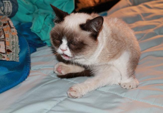 sneezing cats