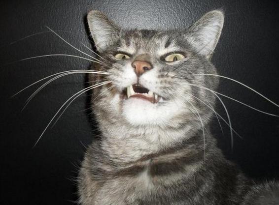 24 Cats Caught Mid Sneeze