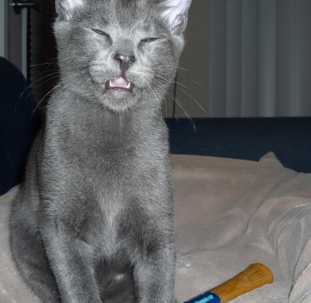 24 Cats Caught Mid Sneeze