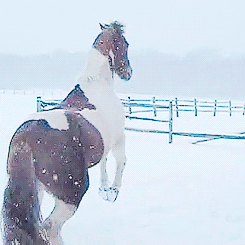 Animals having fun in the snow