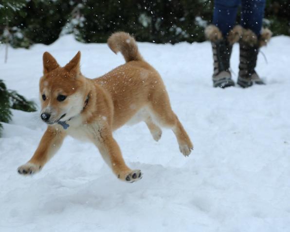 Animals having fun in the snow
