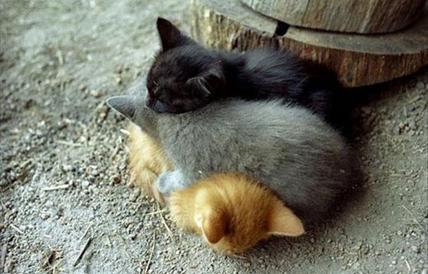 Animals Using Animals As Pillows