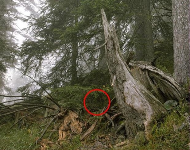 Can you spot the sniper in these pictures?