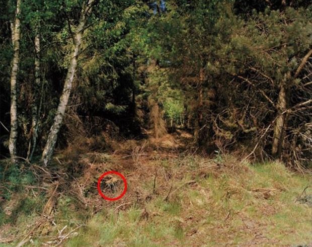 Can you spot the sniper in these pictures?