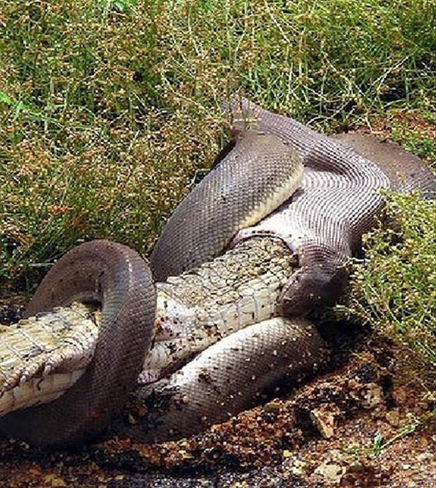 Giant water python swallows crocodile whole