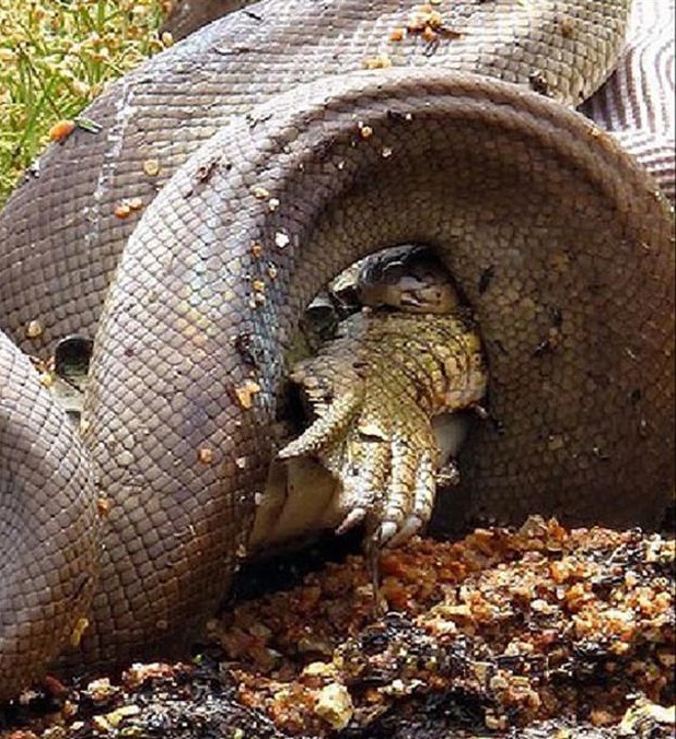Giant water python swallows crocodile whole