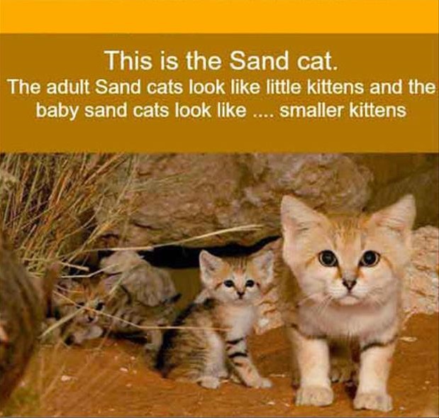 sand cat kitten - This is the Sand cat. The adult Sand cats look little kittens and the baby sand cats look ... smaller kittens